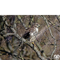 گونه سارگپه استپی Common Buzzard